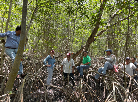 mangrove