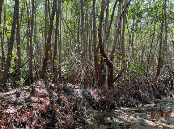 mangrove