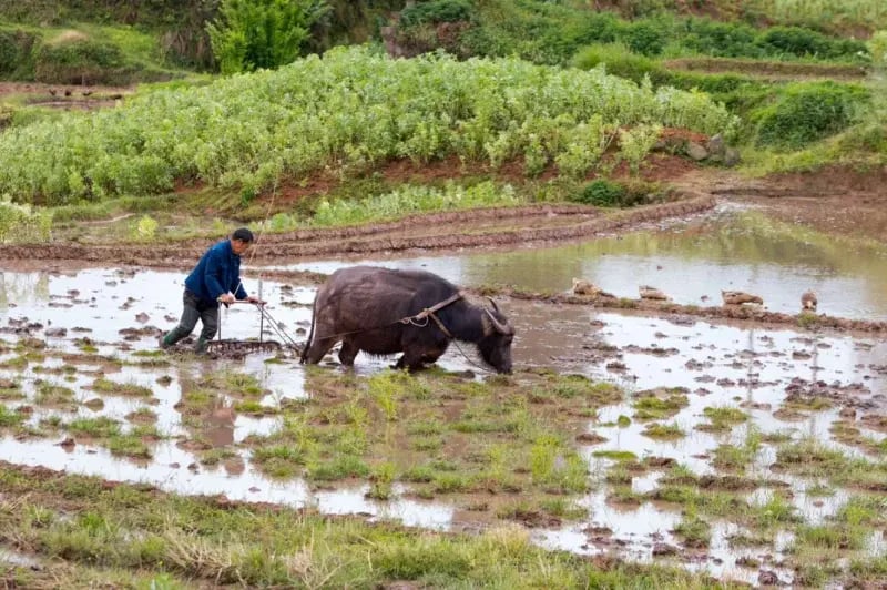 Biogas Development in Sichuan-2