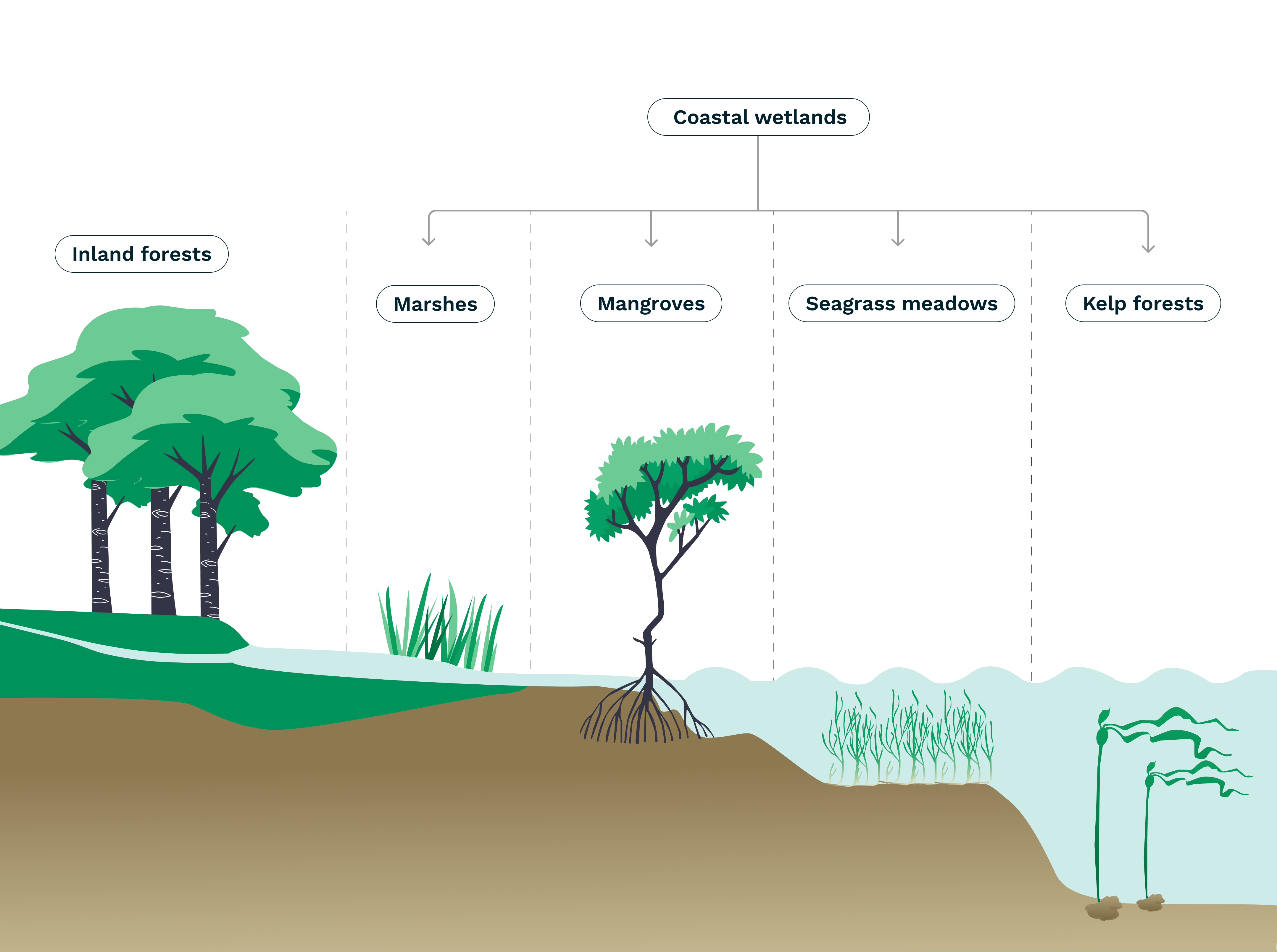 Blue carbon ecosystems (2) 1