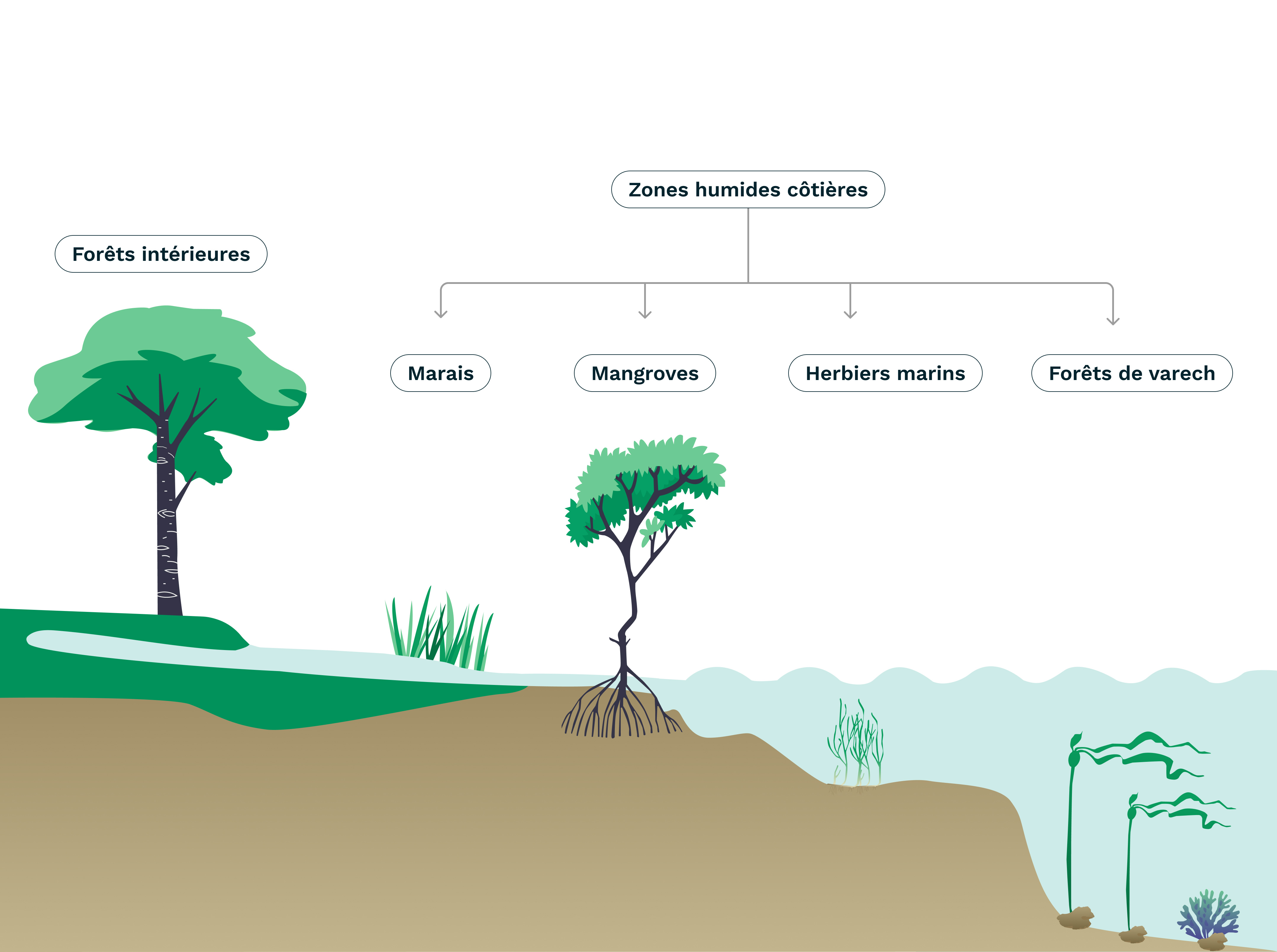 Blue carbone ecosystem-2