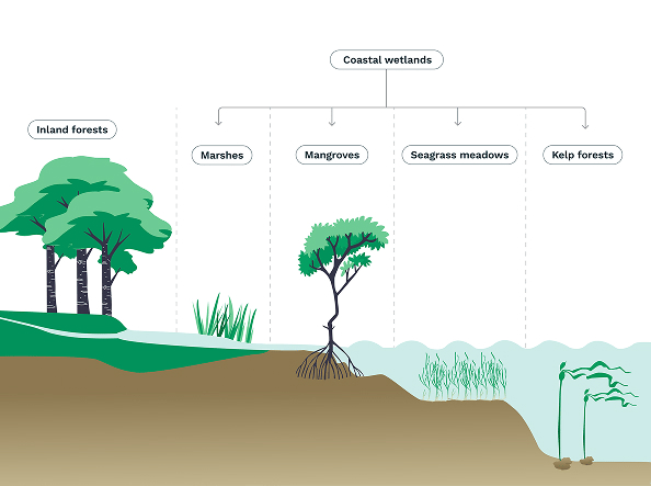 Blue-carbon-ecosystems-_2_-1-1