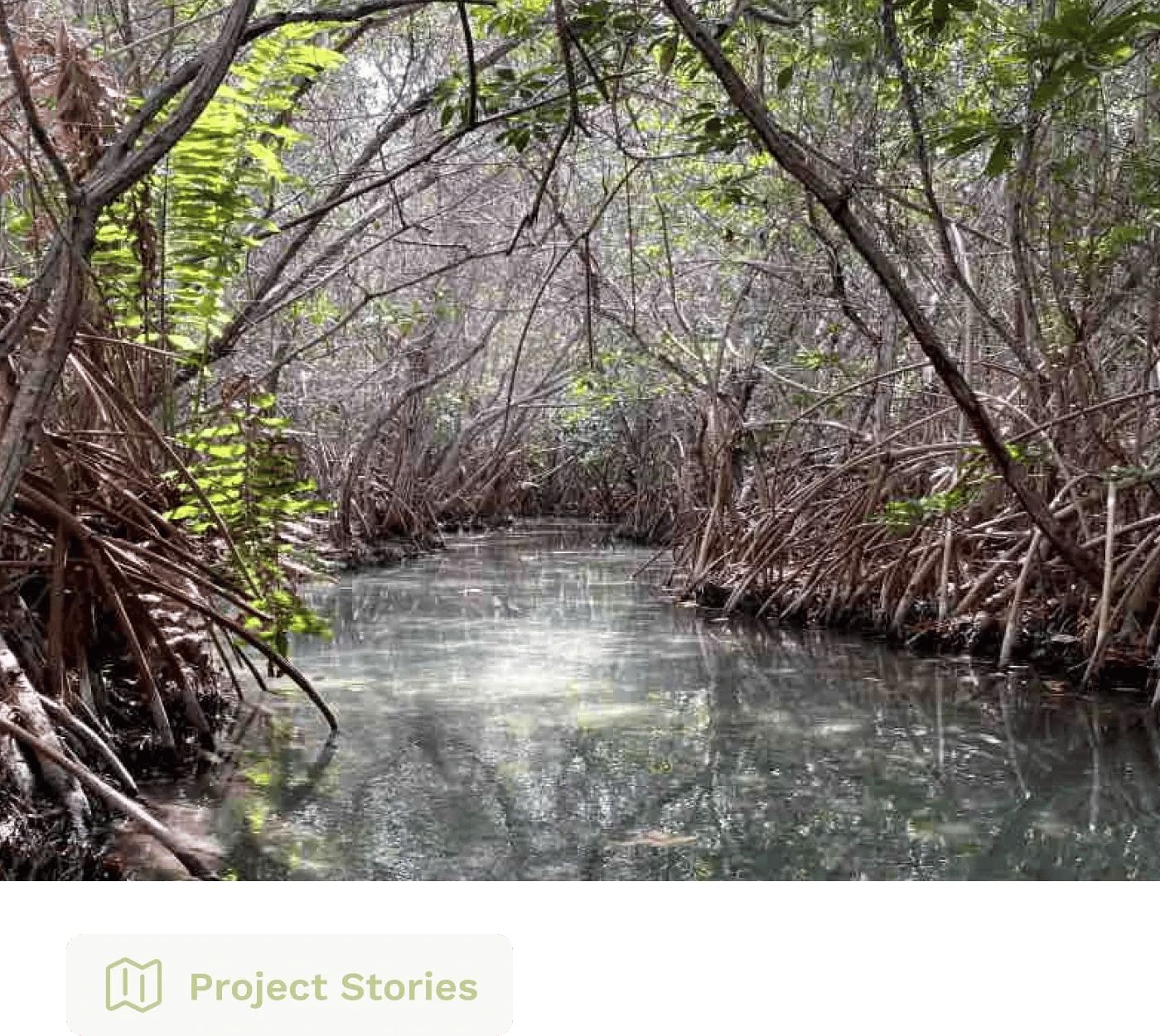 Cards San Crisanto EN