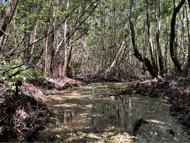 mangroves