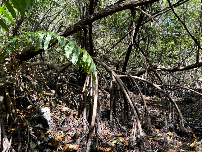 mangroves