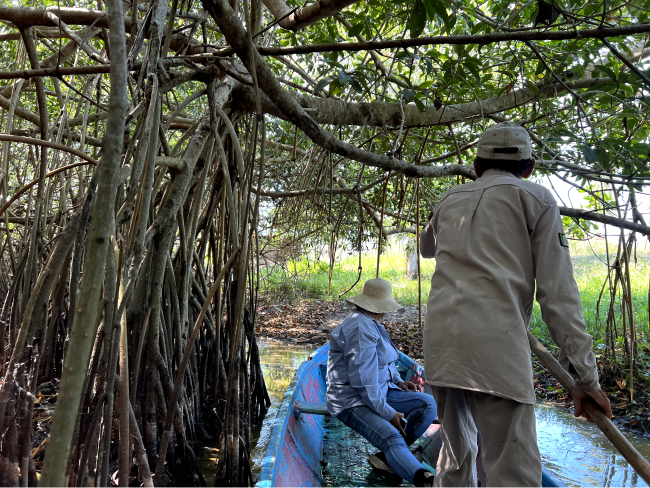 mangroves