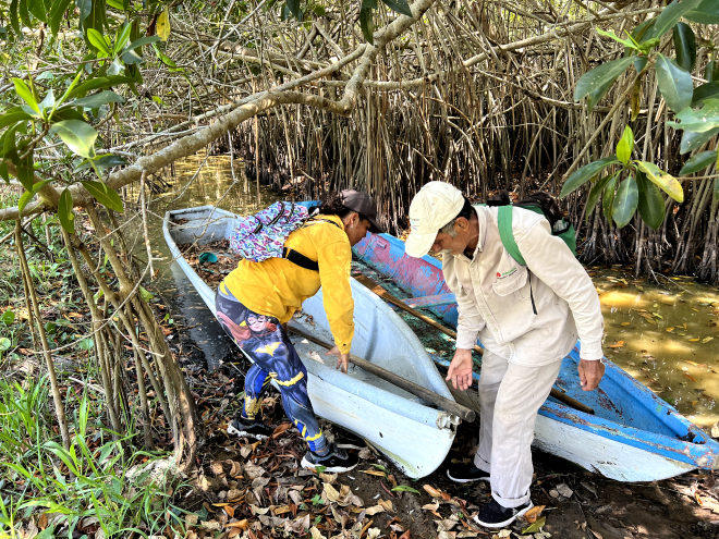 mangroves