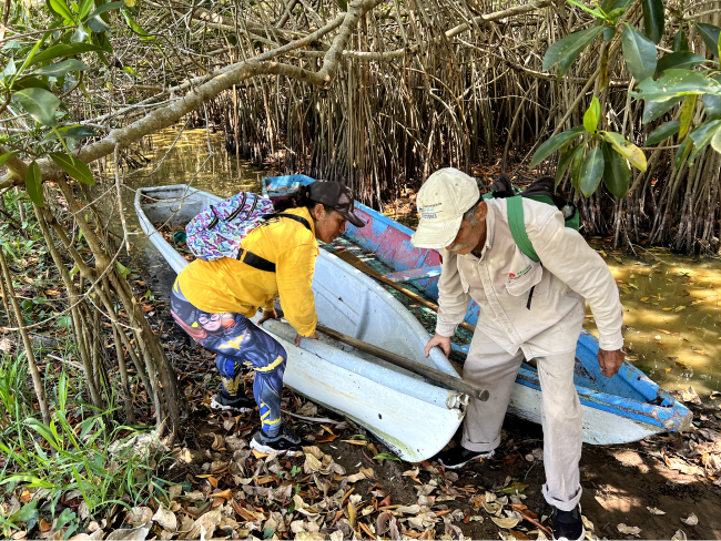 mangroves