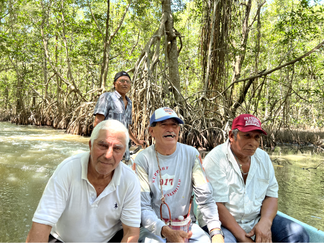 mangroves