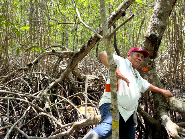 mangroves