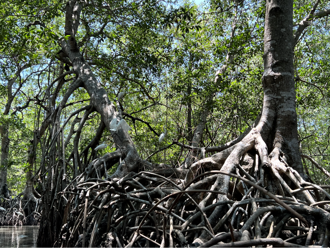 mangroves