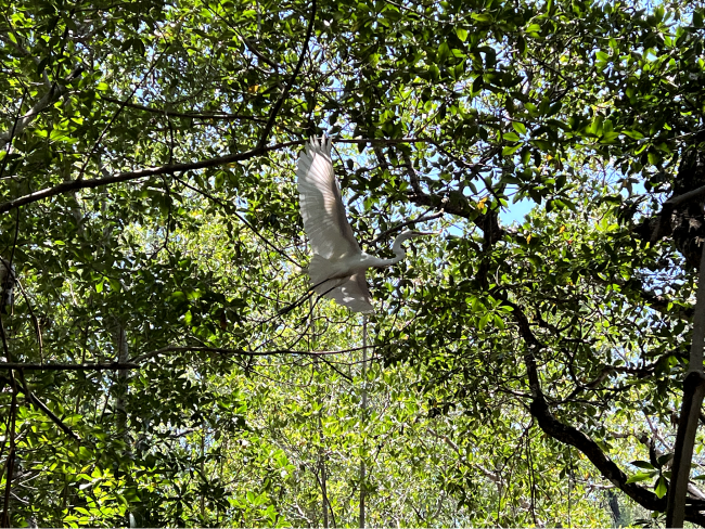 mangroves