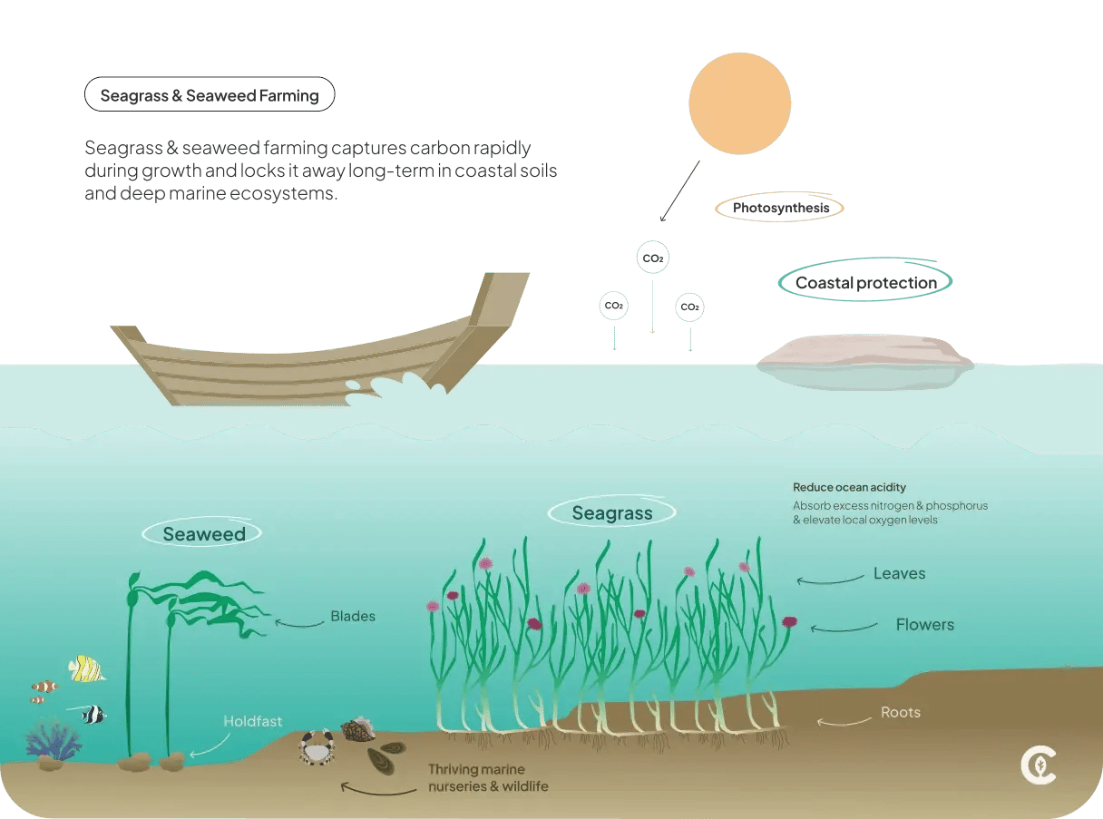 Seagrass & Seaweed Farming