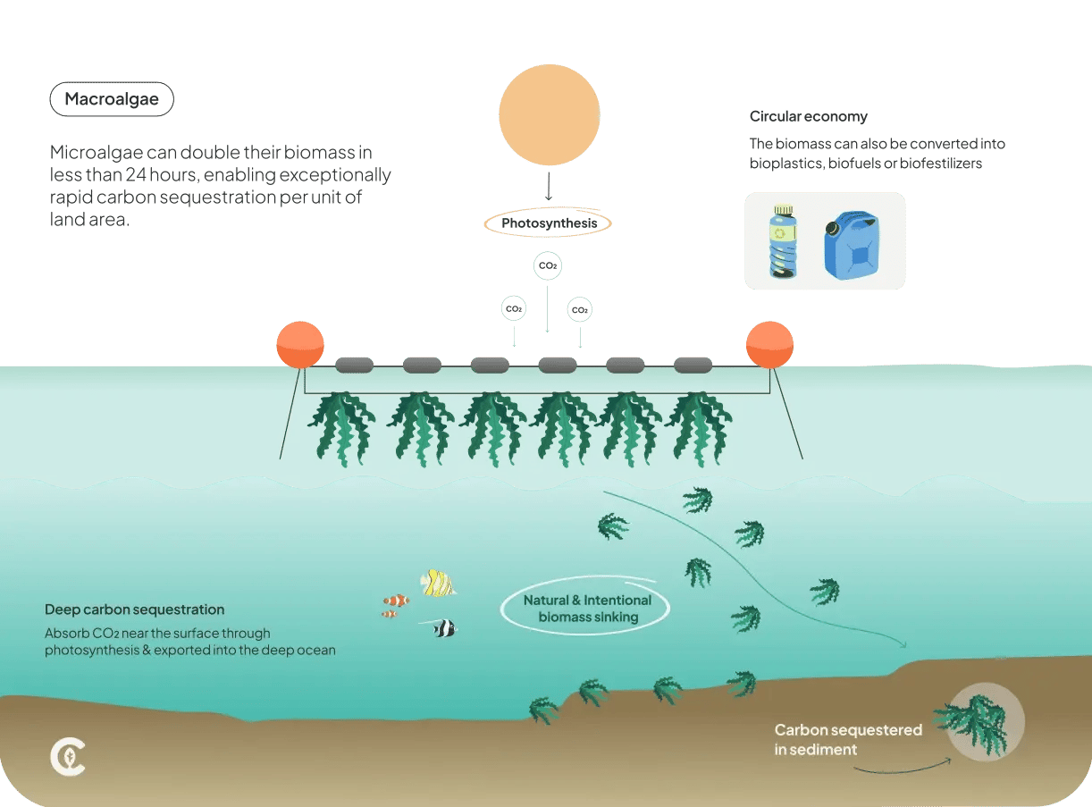 Macroalgae