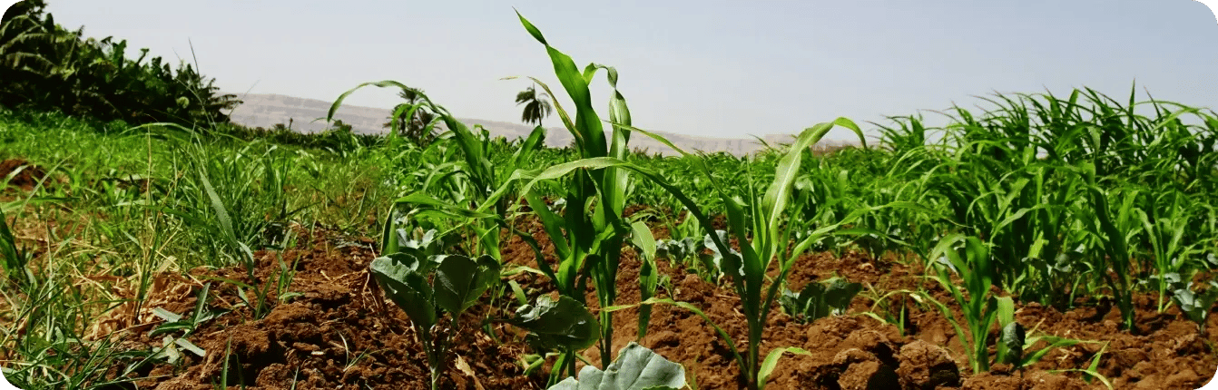 Img_Agriculture_hero