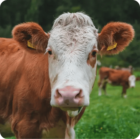Img_Livestock_Management_01