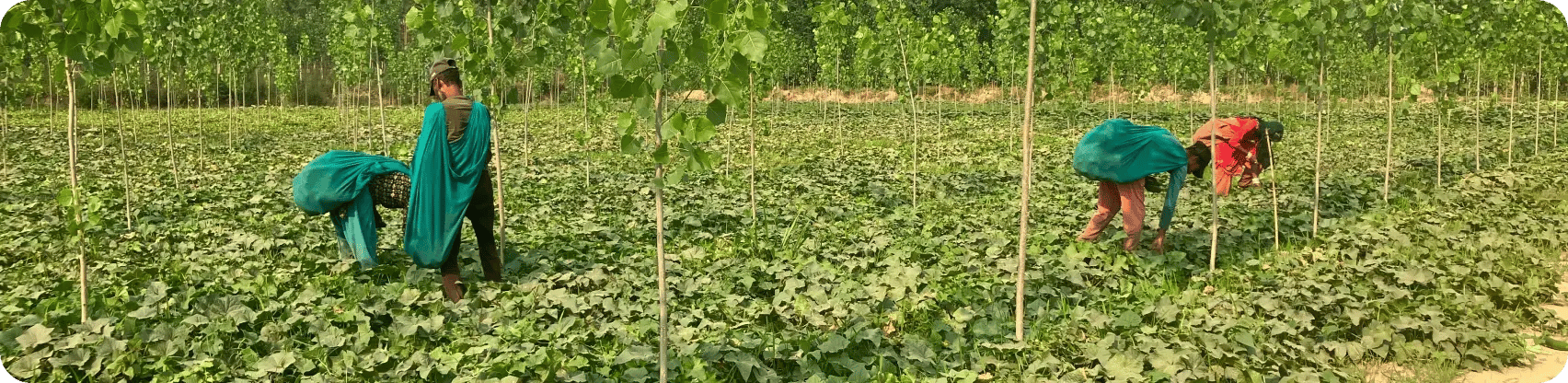 Img_Punjab_02 V2