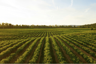 Img_article_Embracing-Regenerative-Agriculture_-why-is-it-crucial_-R