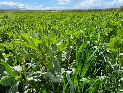 Mélange-féverole_céréale-1-1