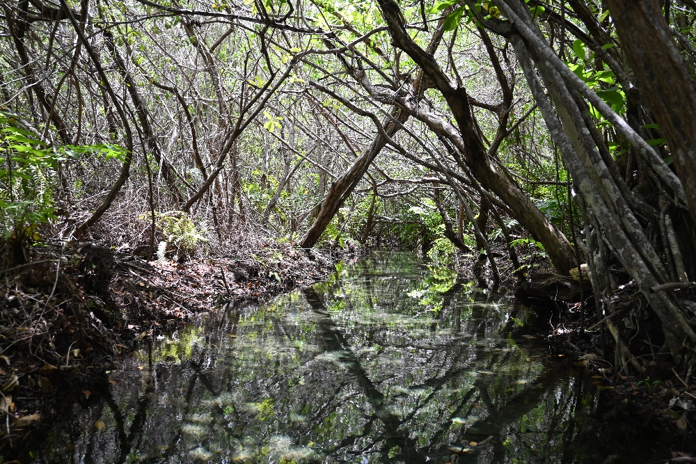 Mangrove forest 