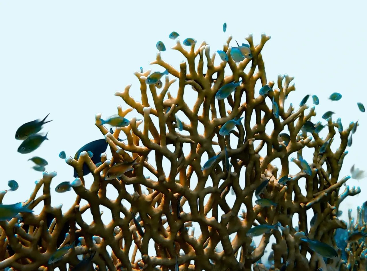 Miniature Blue carbone V3