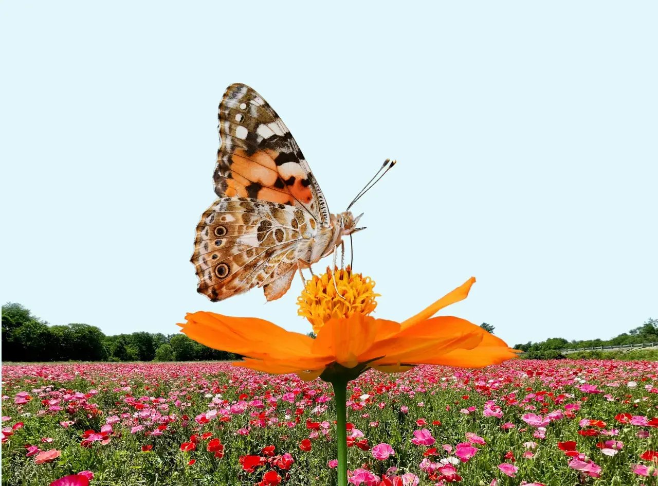 Miniature_Biodiversite V2