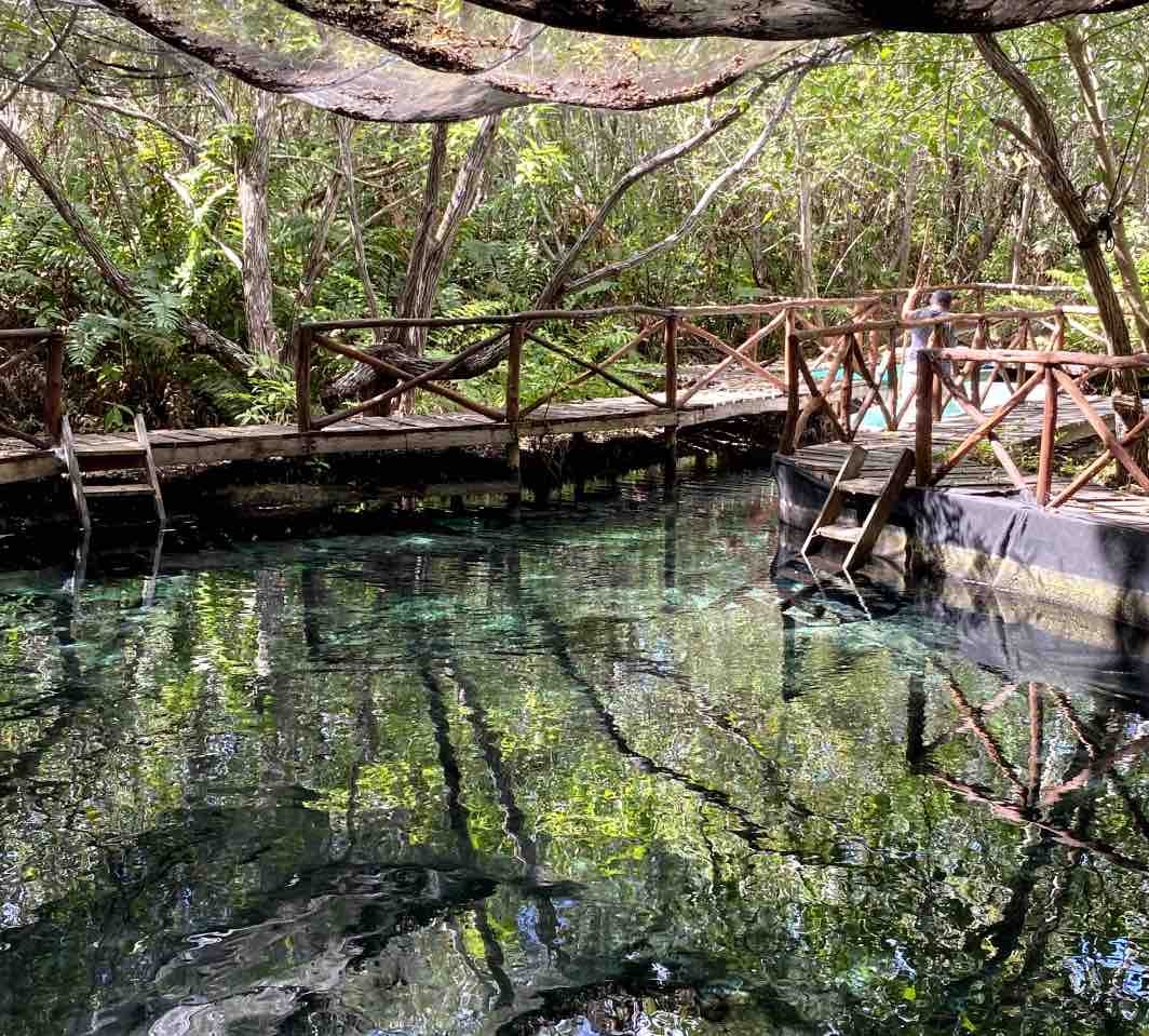 Mangroves clear water