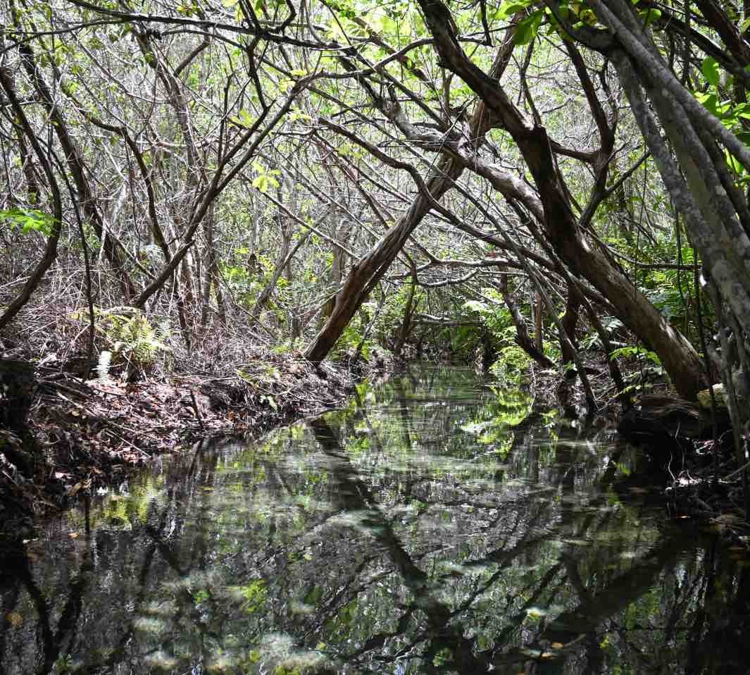 Mangroves