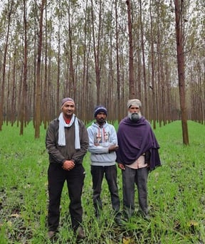 Punjab agroforesty project