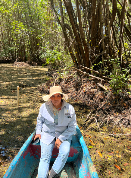 mangroves