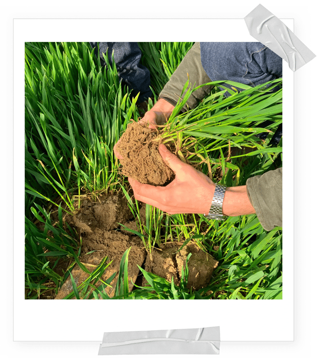 Soil capital image 03