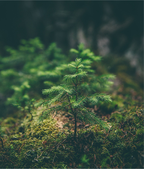 Visuel-Projets de forêt et gestion des sols V3