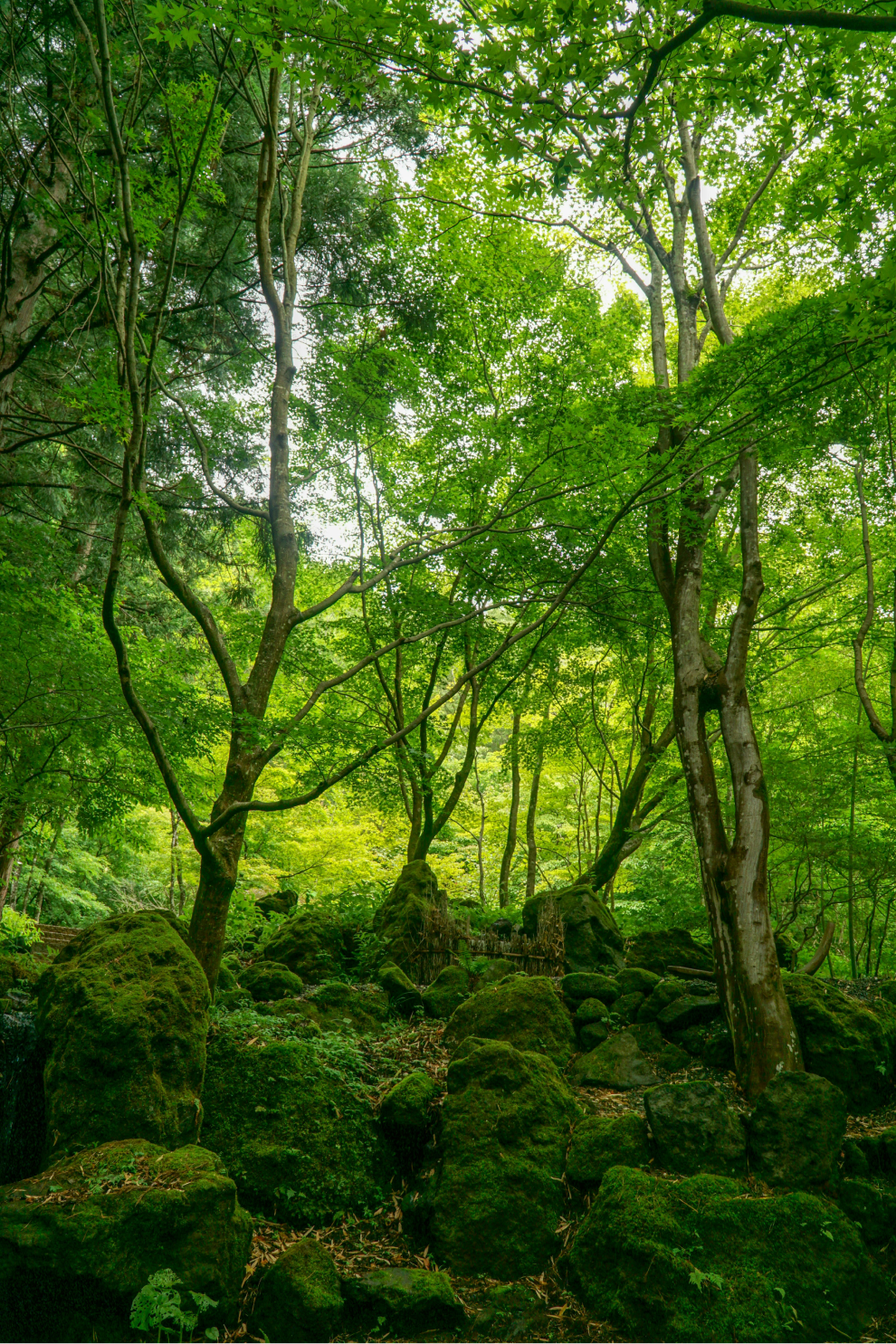 Visuel-Projets de forêt et gestion des sols V4
