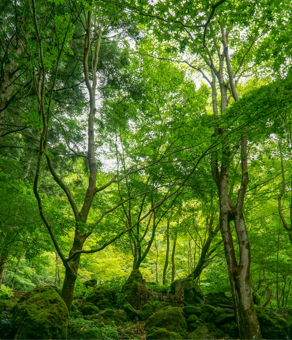 Visuel-Projets de forêt et gestion des sols V5