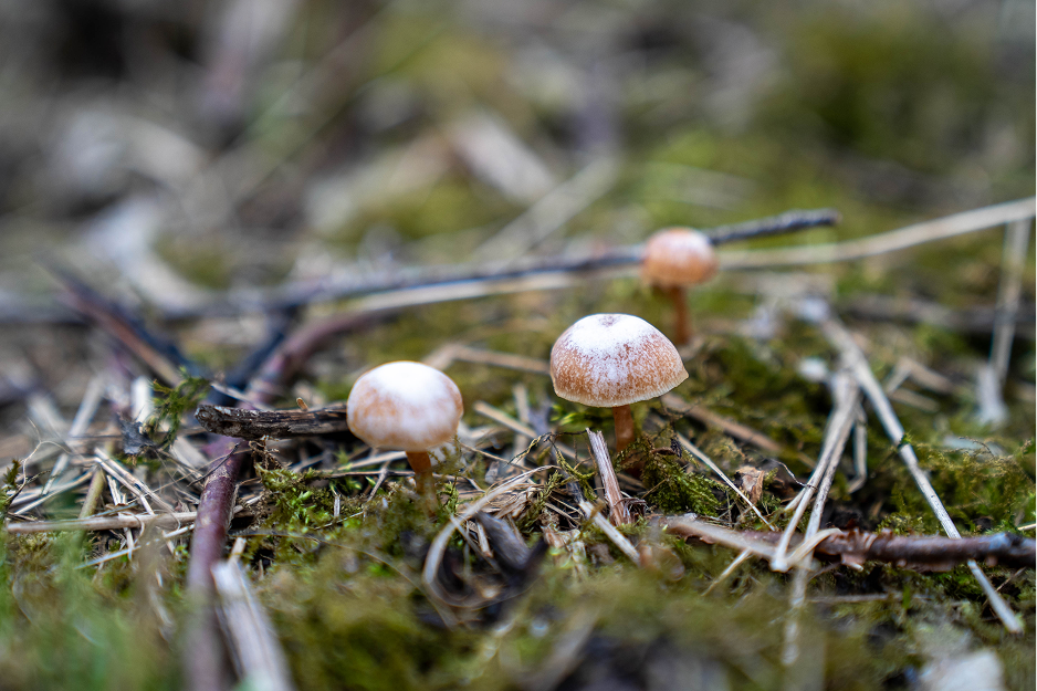 champignons agroforesterie  1