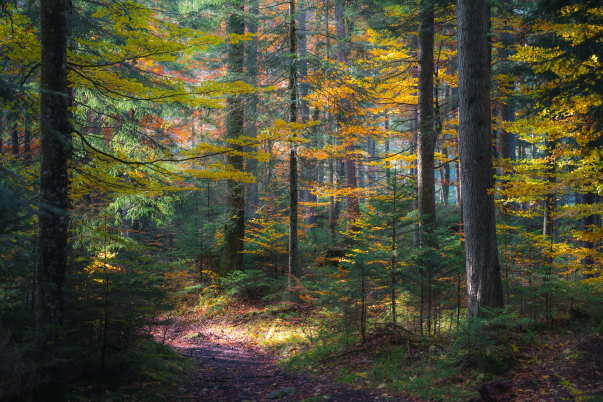 community-based forest management