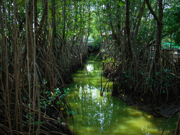 mexico forest protocol