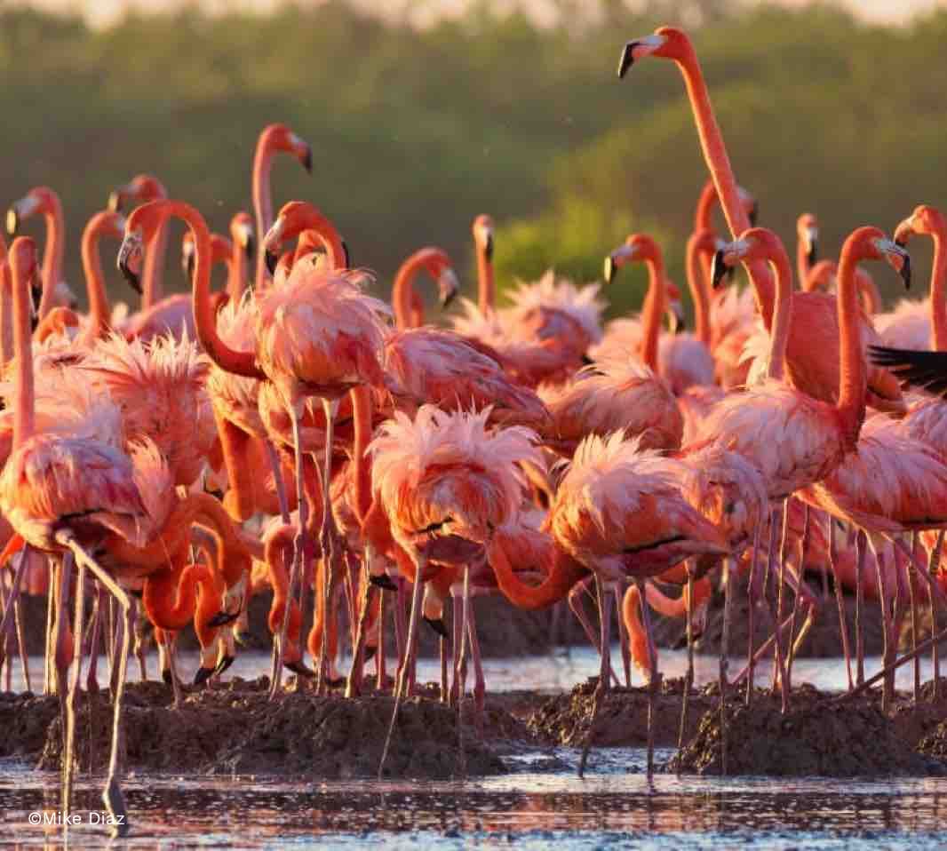 flamingo mike diaz-min