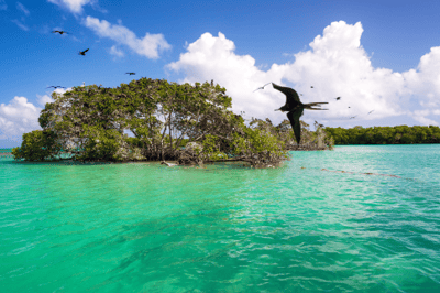 frigatebirds-and-mangroves-2021-08-26-22-29-40-utc 1