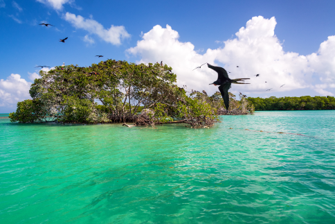 Mangroves blue carbon