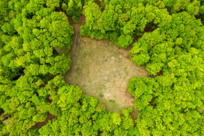 glade-meadow-in-a-green-forest-aerial-drone-shot-QFXK5L6-1