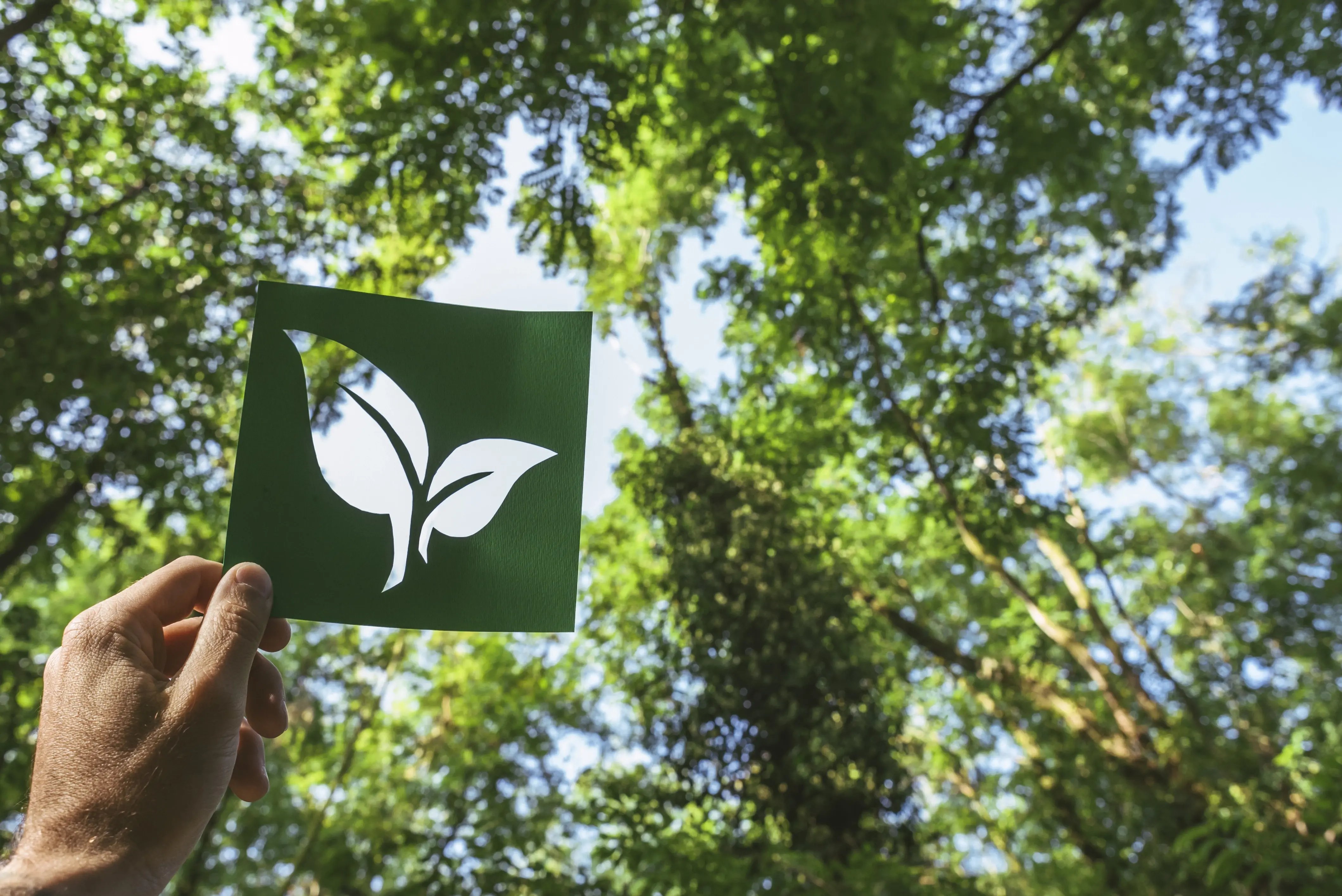 hand-holding-eco-friendly-green-living-symbol-2024-12-06-23-08-30-utc-3