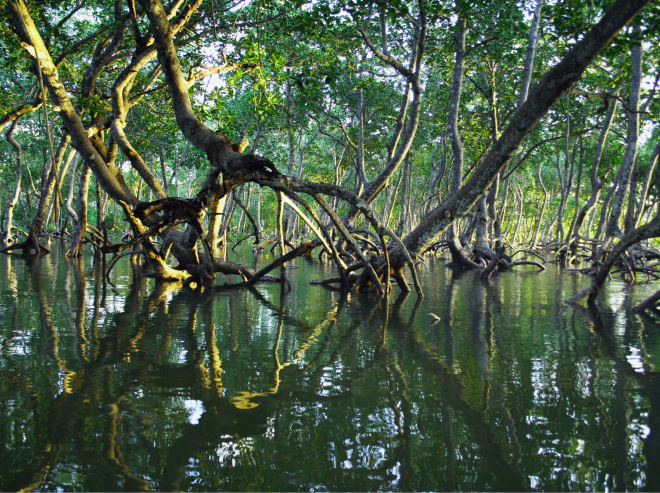 Conservation et Restauration des Mangroves article