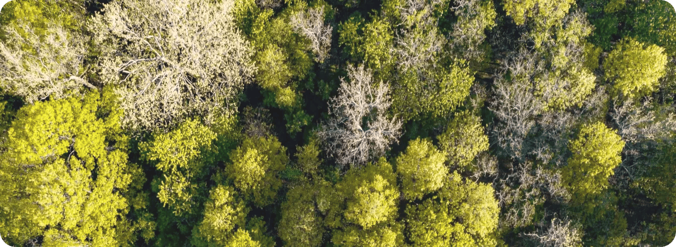 img_hero_forestry R