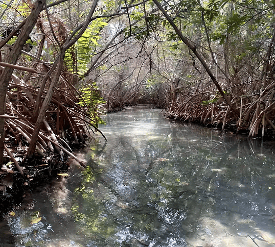 mangroves mexico