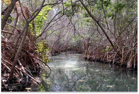 mangroves-1