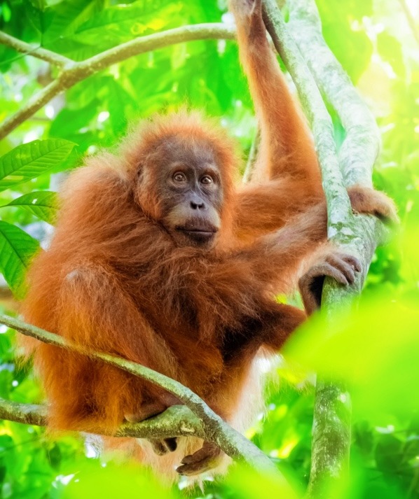 monkey