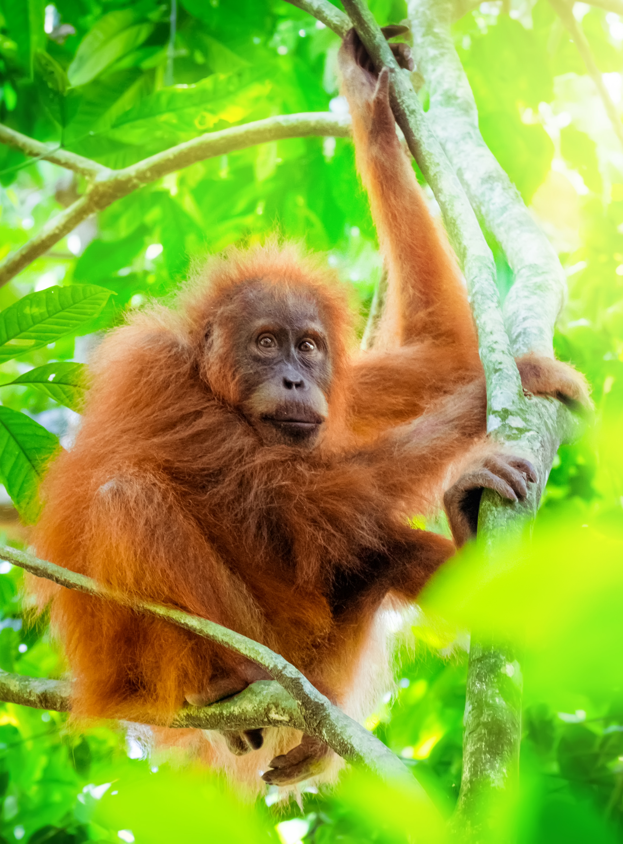 orangutan rainforest positive impacts sustainable projects
