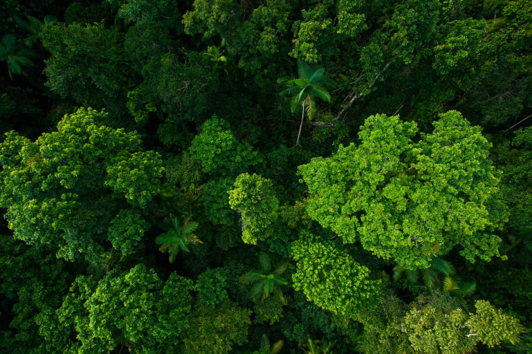 Rainforest