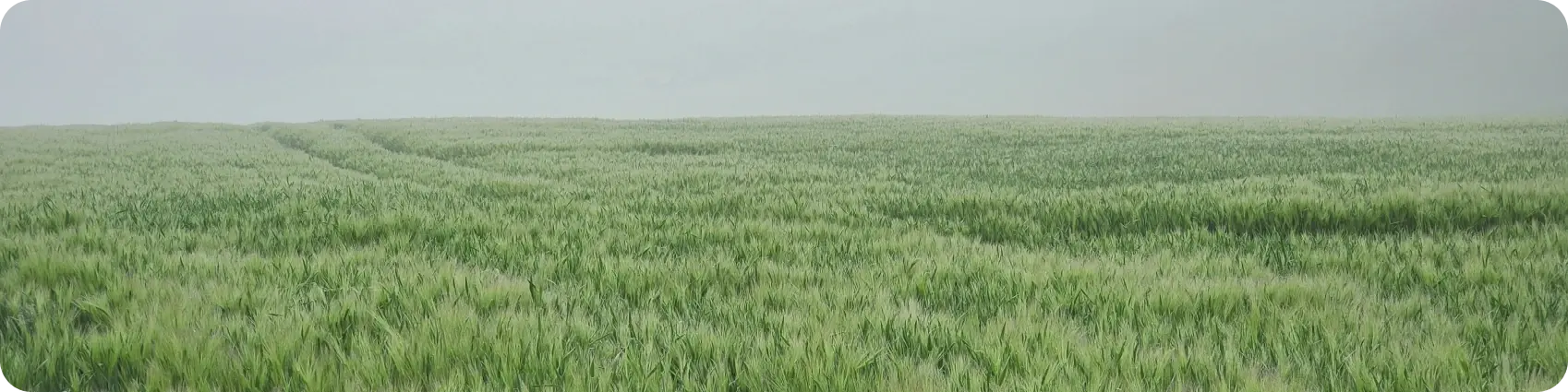 Img_Grassland_02